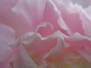 close up rose center, pale pink petals