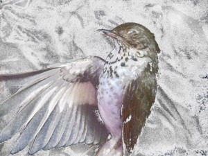 snow numbed thrush by Robyn Beattie