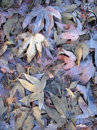 Robyn Beattie Lavender Field of Grief Leaves