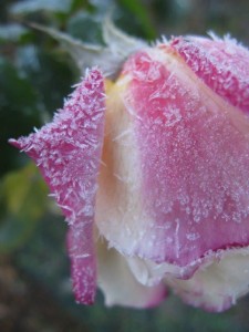 Frost Rose by Robyn Beattie