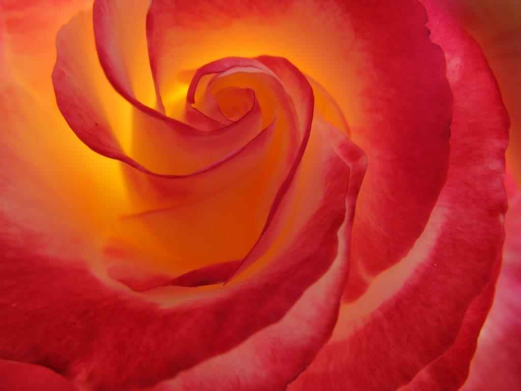 deep red petaled rose, backlit gold and unfurling in red ridges descending gold. while lipped petals too