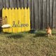 Oliver the orange cat in front of the side building at Rockvale Writers' Colony in front of yellow sign with blue cursive letters that spell believe beside chair and a